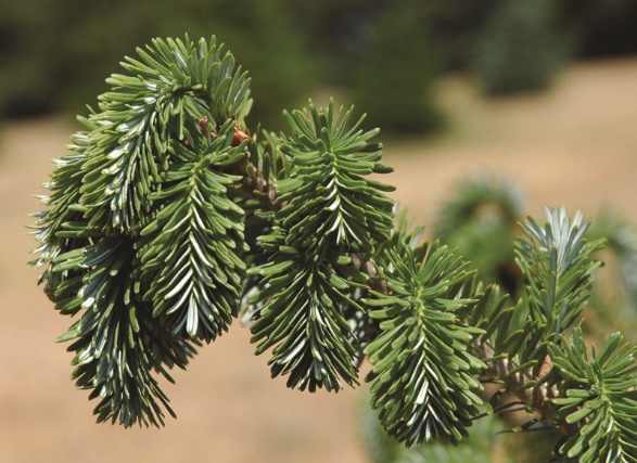 Drooping conifer pines.